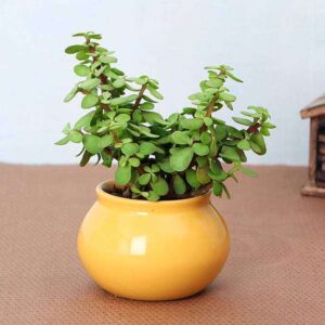Lucky Mini Jade Plant